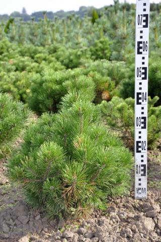 Pinus mugo ssp. mughus